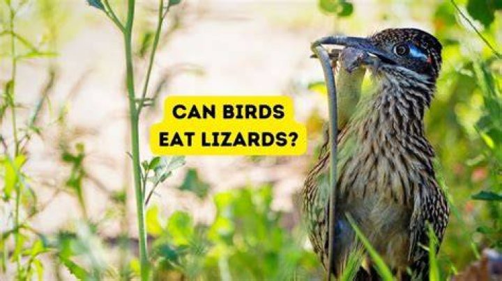 Can birds eat lizards
