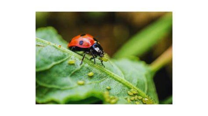 Do ladybugs eat flies