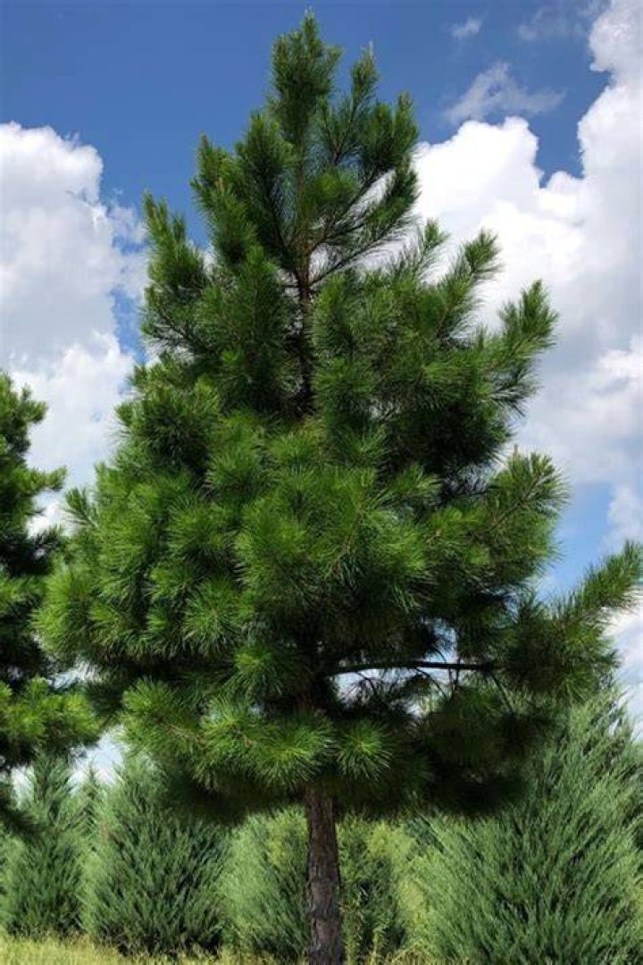 Is Rosemary pine tree