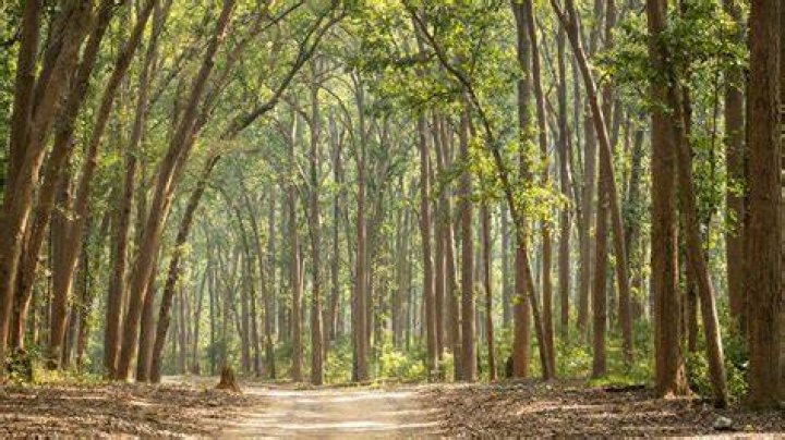 Is shorea a hard wood