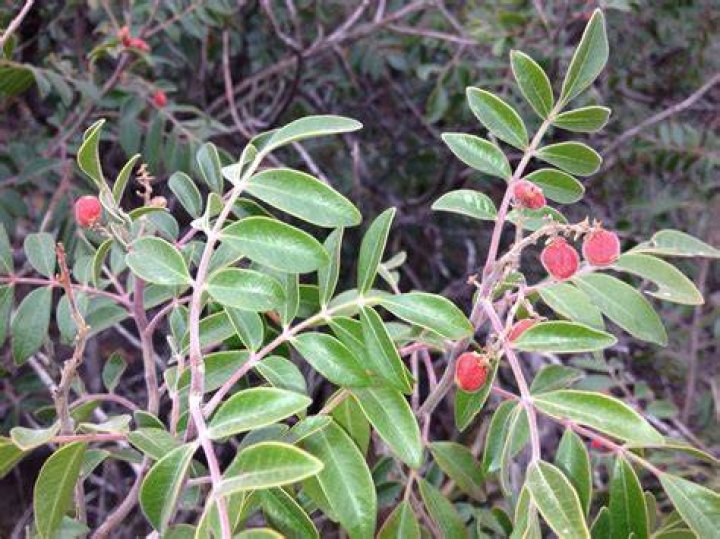 Is Texas sumac edible