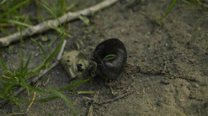 What eats a mud snail