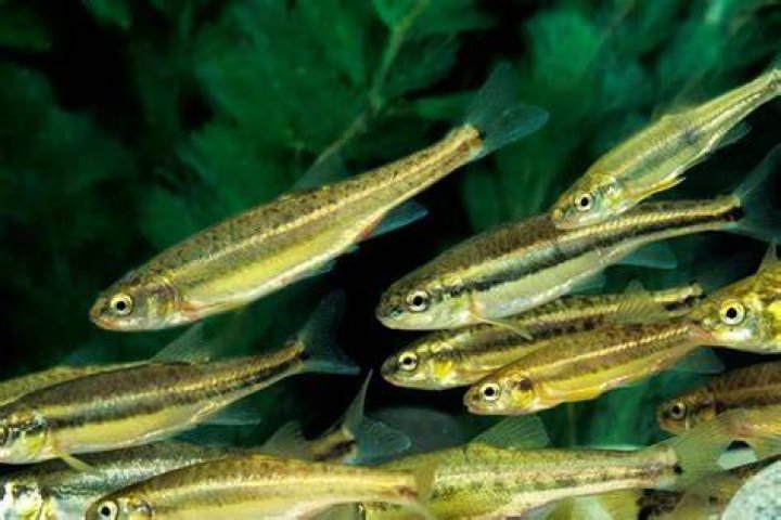 Where do minnows live
