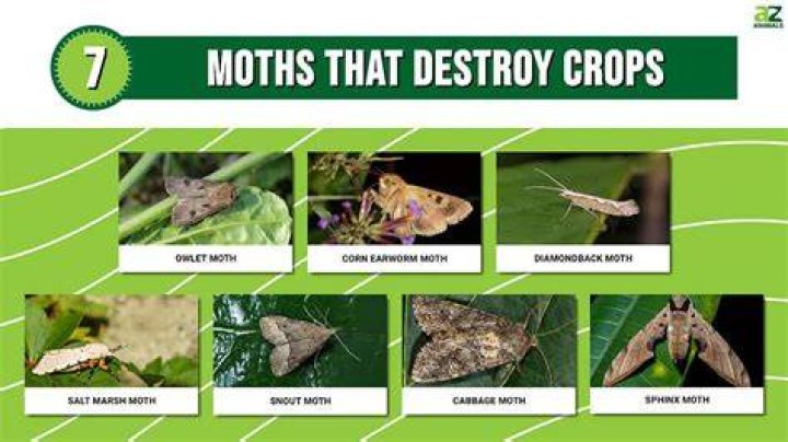 Why is moth plant bad